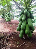 calina papaya IPB9 farming in Kenya