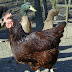 Poultry Rearing