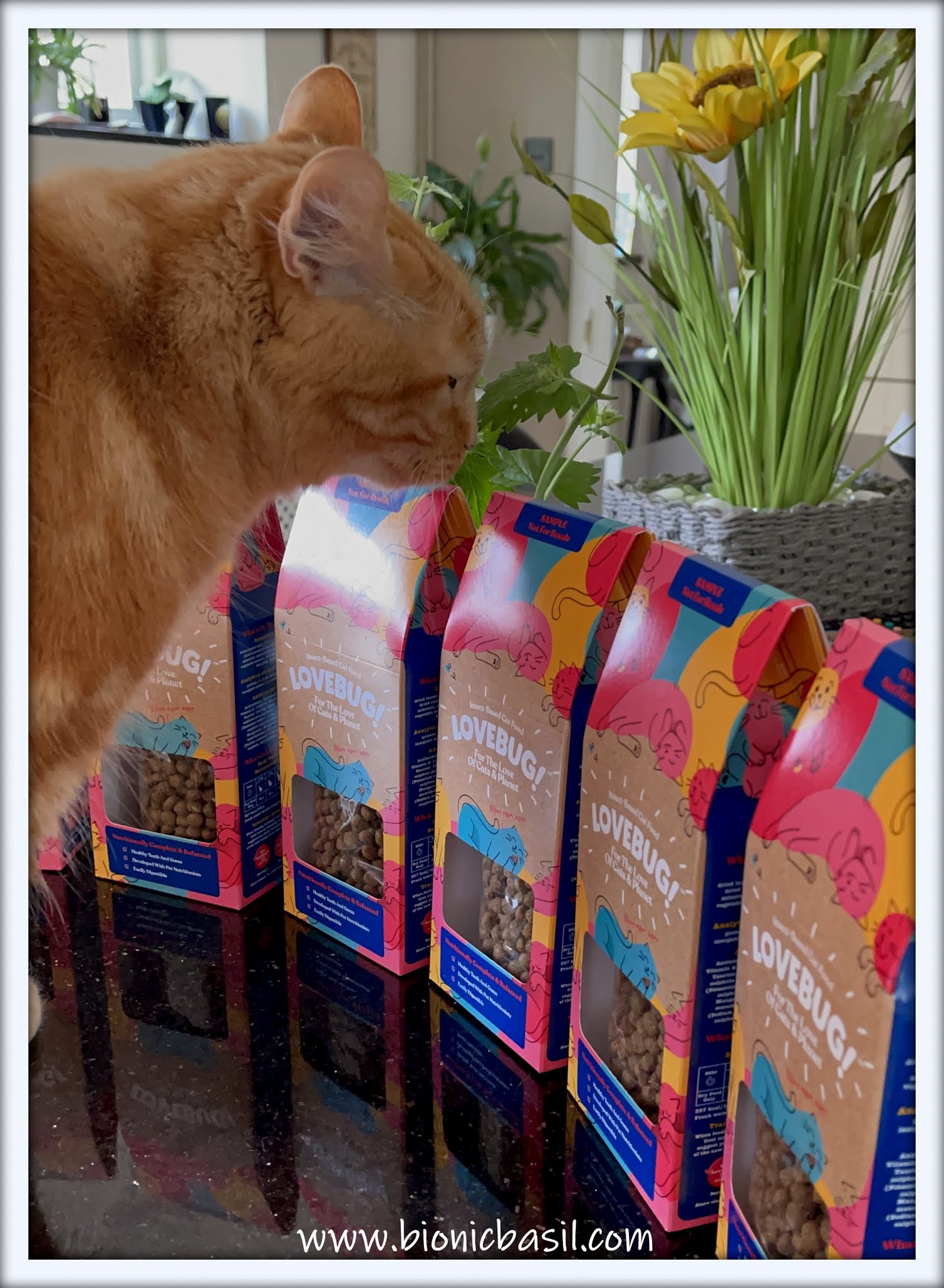 Bionic Basil® home of Basil and The B Team What's In The Box