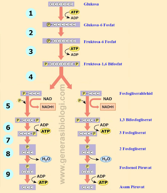 pengertian glikolisis adalah, glikolisis aerobik adalah, proses glikolisis anaerob adalah, arteri glikolisis adalah, glikolisis dan siklus krebs ppt, glikolisis di sitoplasma, glikolisis daur krebs dan transpor elektron, glikolisis dan tahapannya, glikolisis dan hasilnya, glikolisis dalam metabolisme, glikolisis daur krebs, glikolisis dalam sitoplasma, glikolisis glikogenesis glikogenolisis, glikolisis glukoneogenesis, glikolisis jurnal pdf, glikolisis merupakan proses perubahan glukosa menjadi, glikolisis menghasilkan produk, glikoliz nedir, glikolisis adalah perubahan senyawa, reaksi glikolisis adalah proses perubahan, glikolisis pada respirasi aerob, glikolisis pengertian, glikolisis pada eritrosit, glikolisis adalah reaksi pemecahan molekul glukosa di dalam sitosol menghasilkan, glikolisis pada respirasi adalah, glikolisis terjadi dimana, glikolisis terjadi pada, glikolisis terjadi di sitosol, tahapan glikolisis terjadi di, peristiwa glikolisis terjadi di dalam, mengapa glikolisis terjadi di sitosol, glikolisis aerob terjadi di, peristiwa glikolisis terjadi di dalam organel, glikolisis di dalam sel terjadi pada, mengapa glikolisis terjadi di sitoplasma, glikolisis terjadi perubahan, tahapan reaksi glikolisis terjadi di, tahap reaksi glikolisis terjadi di, tahap glikolisis terjadi di, glikolisis anaerob peragian, glikolisis anaerob ppt, pengertian glikolisis anaerob, skema glikolisis anaerob, penjelasan glikolisis anaerob, bagan glikolisis anaerobik, siklus glikolisis anaerob, definisi glikolisis anaerobik, glikolisis pada respirasi anaerob akan mengubah molekul glukosa menjadi, arti glikolisis anaerob, perbedaan glikolisis anaerob dan fermentasi alkohol, persamaan glikolisis anaerob dan fermentasi alkohol, glikolisis aerob dan anaerob pdf, glikolisis aerob dan anaerob karbohidrat, definisi glikolisis anaerob, glikolisis secara aerob dan anaerob, glikolisis anaerob menghasilkan, glikolisis pada respirasi anaerob menghasilkan, mekanisme glikolisis anaerob, makalah glikolisis anaerob, metabolisme glikolisis anaerob peragian, glikolisis pada anaerob, proses glikolisis pada anaerob, proses glikolisis anaerob, perbedaan glikolisis anaerob dan aerob, proses glikolisis anaerob pdf, glikolisis pada respirasi anaerob, proses glikolisis secara anaerob, tahap glikolisis secara anaerob, hasil akhir glikolisis secara anaerob, tahapan glikolisis anaerob, tahap glikolisis anaerob, siklus glikolisis pdf, metabolisme glikolisis pdf, glikolisis aerob pdf, tahap glikolisis pdf, makalah glikolisis pdf, mekanisme glikolisis pdf, proses glikolisis pdf, tahapan glikolisis pdf, peranan glikolisis dan siklus krebs pada biosintesis, perbedaan glikolisis dan siklus krebs, hasil glikolisis dan siklus krebs, makalah glikolisis dan siklus krebs, tahapan glikolisis dan siklus krebs, tahap glikolisis dan siklus krebs, penjelasan glikolisis dan siklus krebs, gambar glikolisis dan siklus krebs, peranan glikolisis dan siklus krebs, tahapan glikolisis dan siklus krebs pada proses respirasi, mengapa glikolisis dan siklus krebs termasuk katabolisme, respirasi glikolisis dan siklus krebs, artikel glikolisis dan siklus krebs, apa peranan glikolisis dan siklus krebs pada biosintesis, hasil akhir glikolisis dan siklus krebs, perbedaan antara glikolisis dan siklus krebs, reaksi antara glikolisis dan siklus krebs, perbedaan atp glikolisis dan siklus krebs, apa peranan glikolisis dan siklus krebs, apa peranan glikolisis dan siklus krebs dalam biosintesis, zat yang dihasilkan dari tahap glikolisis dan siklus krebs adalah, jelaskan perbedaan antara glikolisis dan siklus krebs, hubungan glikolisis siklus krebs dan transpor elektron adalah, perbandingan antara glikolisis siklus krebs dan transpor elektron, hasil akhir glikolisis siklus krebs dan transpor elektron, hubungan antara glikolisis siklus krebs dan sistem transpor elektron, perbedaan antara glikolisis siklus krebs dan transpor elektron, bagan glikolisis dan siklus krebs, beda glikolisis dan siklus kreb, tempat berlangsungnya glikolisis dan siklus krebs, senyawa berenergi tinggi dalam glikolisis dan siklus krebs, peranan glikolisis dan siklus krebs dalam biosintesis, hasil dari glikolisis dan siklus krebs, hasil dari proses glikolisis dan siklus krebs, perbedaan glikolisis siklus krebs dan transpor elektron dalam bentuk tabel, glikolisis siklus krebs transpor elektron, perbedaan glikolisis siklus krebs dan transpor elektron, hubungan glikolisis dan siklus krebs, hasil glikolisis siklus krebs dan transpor elektron, jelaskan proses glikolisis siklus krebs dan transpor elektron, makalah glikolisis siklus krebs dan transpor elektron, proses glikolisis dan siklus krebs, proses glikolisis dan siklus kreb, hasil proses glikolisis dan siklus krebs, perbedaan glikolisis siklus krebs dan rantai transpor elektron, skema glikolisis dan siklus krebs, gambar siklus glikolisis dan siklus krebs, skema glikolisis siklus krebs dan transpor elektron, senyawa yang dihasilkan dalam proses glikolisis dan siklus krebs, hubungan glikolisis siklus krebs transpor elektron, perbedaan glikolisis siklus krebs transpor elektron, hubungan glikolisis siklus krebs transpor elektron adalah, bagan glikolisis siklus krebs transpor elektron, hubungan glikolisis siklus kreb transpor elektron, tempat terjadinya glikolisis dan siklus krebs, hubungan glikolisis siklus krebs dan transpor elektron untuk pembentukan atp, zat yang dihasilkan dari tahap glikolisis dan siklus krebs, perbedaan atp yang terdapat pada glikolisis dan siklus krebs, glikolisis dan glukoneogenesis ppt, perbedaan glikolisis dan glukoneogenesis, regulasi glikolisis dan glukoneogenesis, proses glikolisis dan glukoneogenesis, pengertian glikolisis dan glukoneogenesis, persamaan glikolisis dan glukoneogenesis, makalah glikolisis dan glukoneogenesis, perbedaan jalur glikolisis dan glukoneogenesis, perbedaan glikolisis glikogenolisis dan glukoneogenesis, perbedaan antara glikolisis dan glukoneogenesis, glukoneogenesis dan glikolisis diatur secara berlawanan, pengertian glikolisis glukoneogenesis dan glikogenolisis, glycolysis gluconeogenesis glycogenolysis, jelaskan perbedaan glikolisis dan glukoneogenesis, perbedaan reaksi glikolisis dan glukoneogenesis, proses glikolisis ppt, glikolisis aerob ppt, siklus glikolisis ppt, tahap glikolisis ppt, powerpoint glikolisis ppt, contoh ppt glikolisis, reaksi glikolisis ppt, ppt siklus glikolisis, ppt tentang glikolisis, tahapan glikolisis ppt, proses glikolisis karbohidrat, pada glikolisis karbohidrat diurai menjadi, tahapan glikolisis karbohidrat, tahap glikolisis karbohidrat, jurnal glikolisis karbohidrat, proses glikolisis karbohidrat bagi tubuh, glikolisis pada katabolisme karbohidrat, jalur metabolisme karbohidrat glikolisis anaerob, proses glikolisis metabolisme karbohidrat, mekanisme glikolisis pada karbohidrat, proses glikolisis pada karbohidrat, persamaan glikolisis anaerobik dan aerobik, bagan metabolisme glikolisis anaerobik, mekanisme glikolisis anaerobik, proses glikolisis anaerobik, pengertian glikolisis anaerobik, laporan praktikum biokimia glikolisis dalam sel ragi, laporan biokimia glikolisis dalam sel ragi, laporan praktikum glikolisis dalam sel ragi, laporan praktikum glikolisis sel ragi, uji glikolisis pada sel ragi, glikolisis aerobik dan anaerobik, pengertian glikolisis aerobik, persamaan glikolisis aerobik dan anaerobik, glikolisis an aerobik, perbedaan glikolisis aerobik dan anaerobik, proses glikolisis aerobik, proses glikolisis biokimia, glikolisis dalam biokimia, tahapan glikolisis biokimia, siklus glikolisis biokimia, makalah biokimia glikolisis, laporan biokimia glikolisis, jurnal biokimia glikolisis, materi biokimia glikolisis, soal biokimia glikolisis, pengertian glikolisis dalam biokimia, glikolisis pada tanaman, reaksi glikolisis pada tumbuhan, peristiwa glikolisis pada sel tumbuhan terjadi di, proses glikolisis pada tumbuhan, tahapan glikolisis pada tumbuhan, perbedaan glikolisis glikogenesis, glikolisis glikogenolisis adalah, perbedaan glikolisis dan glikogenesis, proses glikolisis dan glikogenolisis, reaksi glikolisis dan glikogenesis, jelaskan perbedaan glikolisis dan glikogenesis, pengertian proses glikolisis dan glikogenesis, perbedaan glikogenesis glikogenesis dan glikolisis, glikolisis glikogenesis glikogenolisis glukoneogenesis, pengertian glikolisis glikogenesis, proses glikolisis glukosa menjadi asam piruvat, proses glikolisis glukosa menjadi piruvat, tahapan glikolisis glukosa 2 pgal 2 asam piruvat, glikolisis memerlukan glukosa sebanyak, reaksi glikolisis glukosa, pada glikolisis glukosa diubah menjadi, tahapan glikolisis glukosa, glikolisis menjadi glukosa, pada daur glikolisis glukosa diubah menjadi, pada peristiwa glikolisis glukosa diubah menjadi, hasil akhir glikolisis glukosa, pada proses glikolisis glukosa diubah menjadi, alur glikolisis dari glukosa dalam keadaan aerob, hasil glikolisis dari glukosa, glikolisis glukosa diubah menjadi glukosa fosfat dengan bantuan, reaksi glikolisis memerlukan glukosa sebanyak, glukosa mengalami glikolisis, glukosa mengalami glikolisis menghasilkan, glikolisis merupakan peristiwa pemecahan glukosa menghasilkan, pada glikolisis senyawa glukosa diubah menjadi, peristiwa glikolisis menghasilkan energi sebanyak, reaksi glikolisis aerob, skema glikolisis aerob, siklus glikolisis aerob, tahapan glikolisis aerob, gambar glikolisis aerob, glikolisis aerob atau anaerob, bagan glikolisis aerob, glikolisis aerob dan anaerob, definisi glikolisis aerob, hasil glikolisis aerob dan anaerob, mekanisme glikolisis aerob dan anaerob, persamaan glikolisis aerob dan anaerob, tahap glikolisis aerob dan anaerob, jalur glikolisis aerob dan anaerob, glikolisis aerob menghasilkan, pada glikolisis aerob 1 mol glukosa akan menghasilkan, pada glikolisis aerob 1 mol glukosa menghasilkan, metabolisme glikolisis aerob, proses glikolisis pada aerob, proses glikolisis aerob, pengertian glikolisis aerob, tahapan glikolisis respirasi aerob, proses glikolisis respirasi aerob, glikolisis dalam respirasi aerob, glikolisis pada reaksi aerob, hasil proses glikolisis respirasi aerob, proses glikolisis secara aerob, tahap glikolisis aerob, tabel perbedaan glikolisis anaerob dan glikolisis aerob, glikolisis aerob dan glikolisis anaerob, prinsip glikolisis adalah pengubahan senyawa, pada prinsipnya glikolisis adalah pengubahan senyawa, glikolisis anaerob menghasilkan atp, hasil proses glikolisis adalah, glikolisis pada proses respirasi, peristiwa glikolisis berlangsung di dalam, dimanakah glikolisis berlangsung di dalam sel, reaksi glikolisis akan berlangsung di dalam, reaksi glikolisis berlangsung di, peristiwa glikolisis berlangsung di, proses glikolisis berlangsung di, reaksi glikolisis berlangsung di dalam, proses glikoliz bakteri, glikolisis pada bakteri, proses glikolisis pada bakteri, bagan glikolisis beserta enzimnya, bagan glikolisis beserta enzim, bagan glikolisis lengkap, bagan glikolisis dan penjelasan, penjelasan bagan glikolisis, bagan diagram glikolisis, contoh bagan glikolisis, gambar bagan glikolisis anaerob, keterangan bagan glikolisis, bagan glikolisis beserta penjelasannya, bagan dari glikolisis, bagan proses glikolisis, bagan peristiwa glikolisis, bagan proses glikolisis dan penjelasannya, bagan reaksi glikolisis, bagan respirasi glikolisis, bagan tahapan glikolisis, bagan tahap glikolisis pada respirasi sel, bagan tentang glikolisis, proses glikolisis menghasilkan berapa atp, pada glikolisis menghasilkan berapa atp, berapa atp yang dihasilkan glikolisis, berapa atp yang dihasilkan pada glikolisis, dimanakah glikolisis berlangsung dalam sel, dimana glikolisis berlangsung dalam sel, pengertian glikolisis biologi, materi biologi glikolisis, biologi bab glikolisis, biologi tentang glikolisis, mengapa glikolisis berlangsung secara anaerob, dapatkah glikolisis berlangsung tanpa atp, tempat berlangsungnya glikolisis, dimanakah proses glikolisis berlangsung, proses berlangsungnya glikolisis, tahap glikolisis yang berlangsung dalam protoplasma, pada tahap glikolisis yang berlangsung dalam protoplasma, dimanakah proses glikolisis berlangsung dalam sel, proses glikolisis beserta enzimnya, siklus glikolisis beserta enzimnya, tahapan glikolisis beserta enzimnya, reaksi glikolisis beserta enzimnya, jelaskan tahapan glikolisis beserta enzimnya, tahap glikolisis beserta enzimnya, proses glikolisis dan enzim yang berperan, proses glikolisis dan enzim yang terlibat, gambar skema glikolisis dan penjelasannya, skema glikolisis beserta penjelasannya, ciri peristiwa glikolisis, ciri dari glikolisis, ciri ciri glikolisis, ciri ciri proses glikolisis, contoh reaksi glikolisis, contoh soal glikolisis, contoh makalah glikolisis, contoh gambar glikolisis, contoh reaksi glikolisis dalam proses metabolisme karbohidrat, contoh power point glikolisis, contoh pertanyaan tentang glikolisis, contoh laporan glikolisis, contoh dari glikolisis, contoh soal dan jawaban glikolisis, contoh proses glikolisis, contoh soal tentang glikolisis, cara kerja glikolisis, cara kerja glikolisis pada respirasi aerob, cara menghafal glikolisis, cara membaca glikolisis, cara menjelaskan glikolisis, cara menghitung glikolisis, cara proses glikolisis, pengertian glikolisis dan contohnya, sebutkan ciri ciri glikolisis, glikolisis dimana, glikolisis dihasilkan, glikolisis di sitosol, diagram glikolisis, dimana glikolisis terjadi, dimanakah glikolisis terjadi, proses glikolisis di sitosol, dalam glikolisis dihasilkan 4 molekul atp untuk setiap satu molekul glukosa