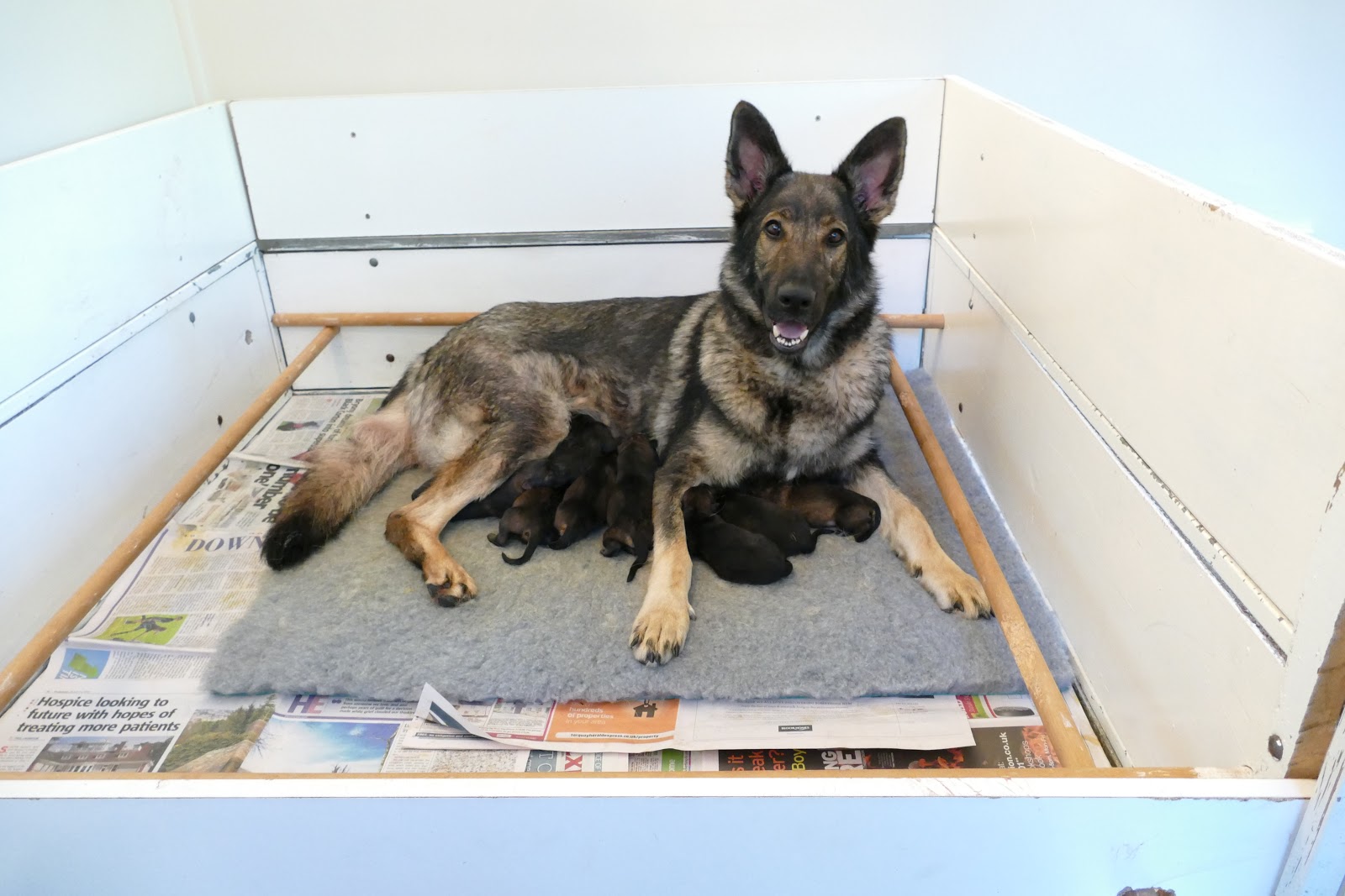 How Big Of A Whelping Box For A German Shepherd