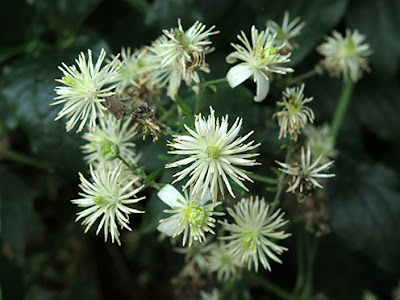 Clemátide, hierba del pordiosero (Clematis vitalba)