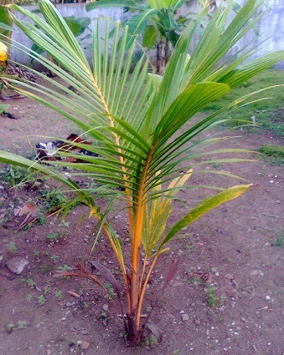 Photo Tumbuhan &amp; Manfaatnya: Apa Yang Dimaksud Dengan Pohon Kitri