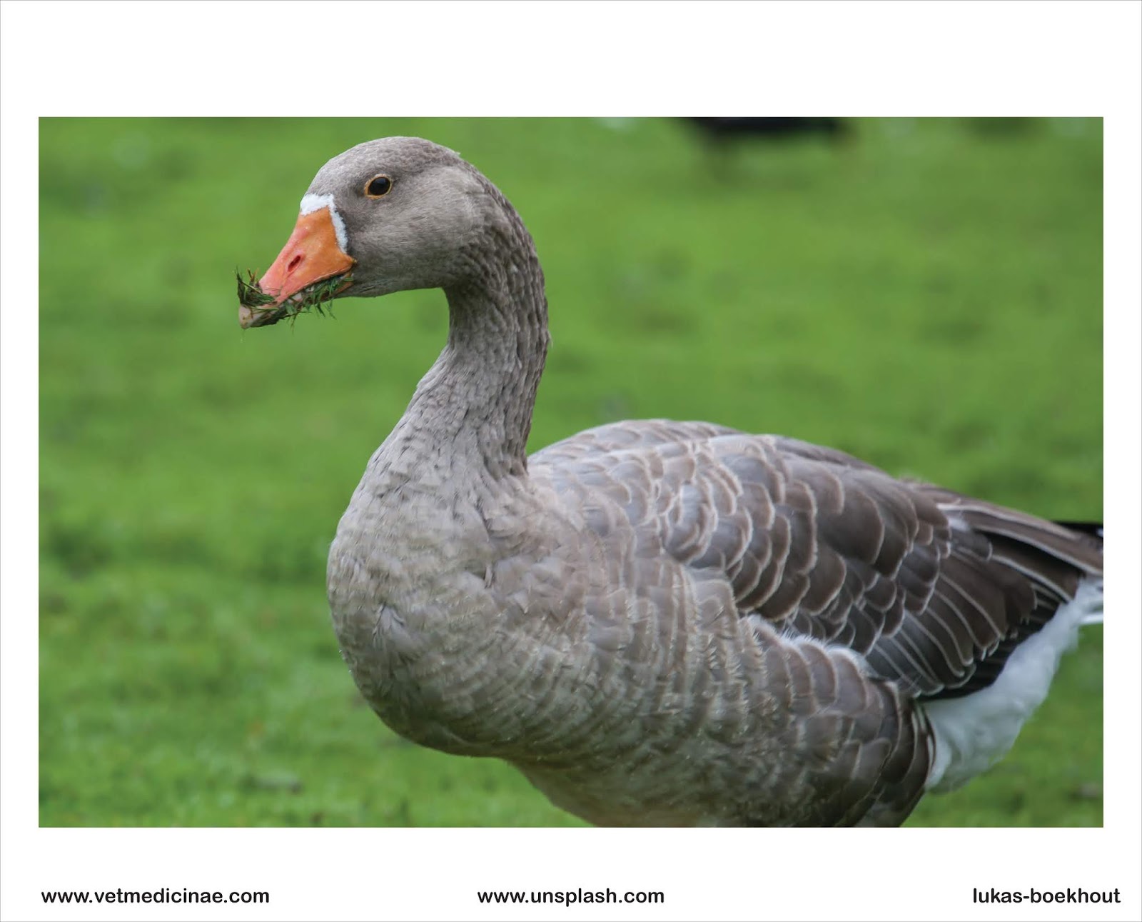 30 Contoh Hewan Pemakan Tumbuhan Herbivora Veterinarii Medicinae