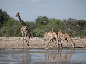 Tsumeb is naby die Etosha Wildtuin in die Noorde van Namibië