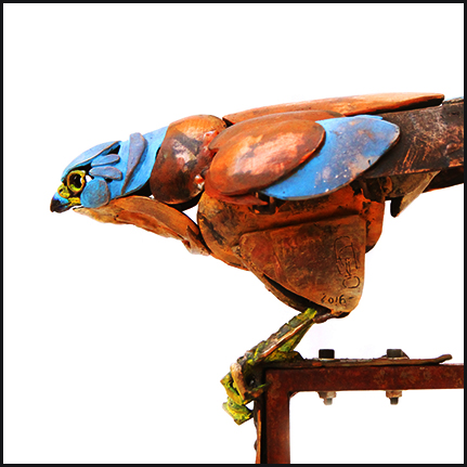 20 Fran A.H. Alvarado MECHINAL, Falco naumanni