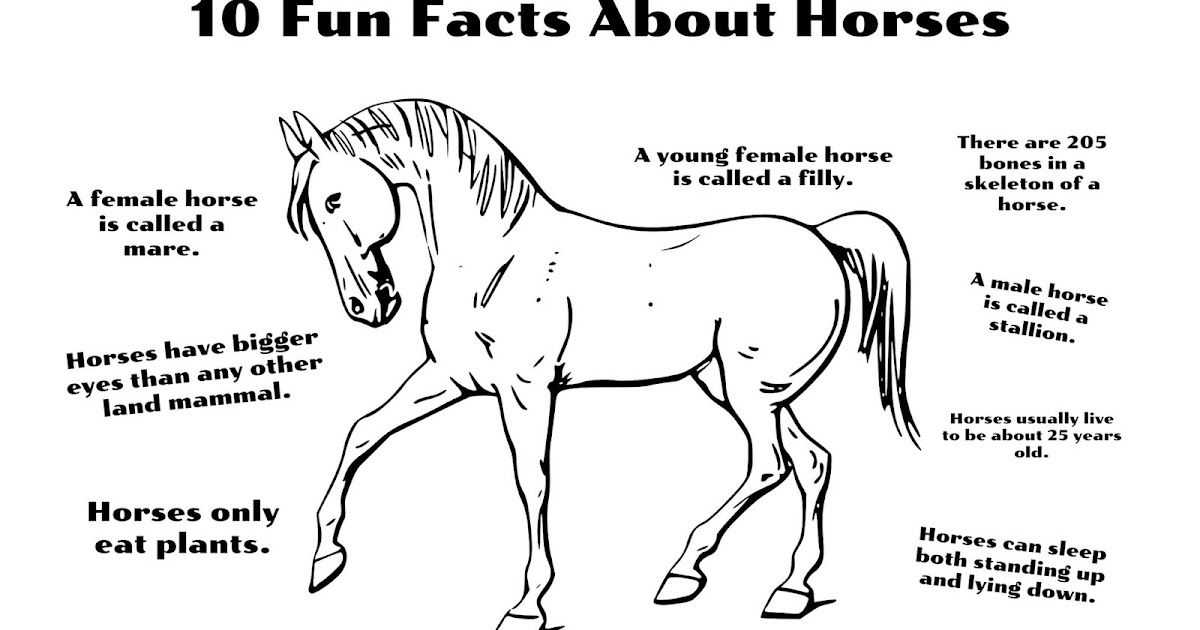 CJO Photo Fun Facts Coloring Page Horses