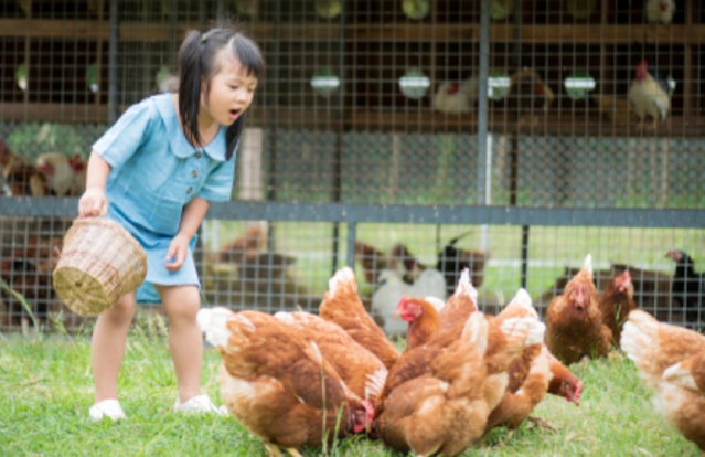 little girl with wicker basket and chickens