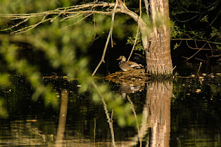 Naturfotografie Wildlifetotografie Rieselfelder Münster