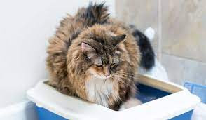 4 وجبات تلين معدة القطط وتساعد في علاج الامساك عند القطط 4 وجبات تلين معدة القطط وتساعد في علاج الامساك عند القطط