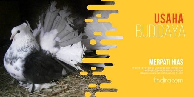 Usaha Budidaya Merpati Hias Yang Cepat Dan Menguntungkan