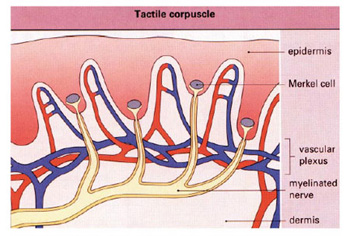 Merkel Cells: Sensory Nerve Endings | Neuropathy and HIV