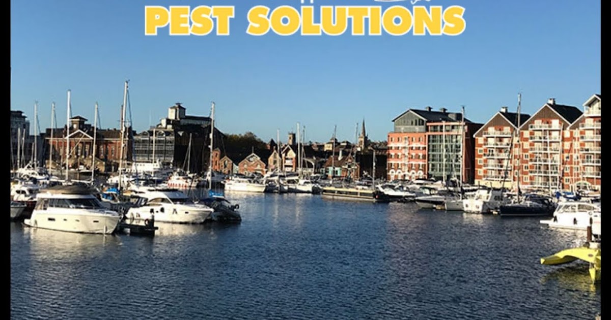 Pest Control Ipswich