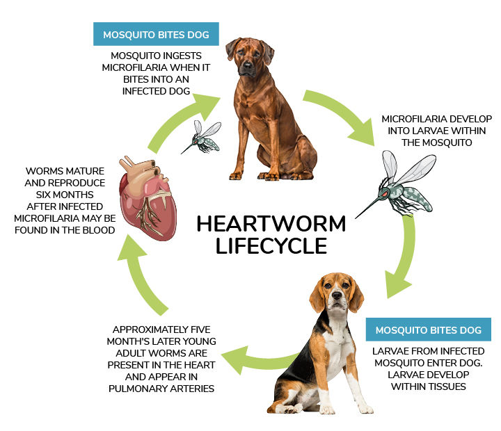 Heartworm Disease Signs, Symptoms & Treatment Australian Dog Lover
