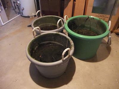 dormant lotus plants, buckets, basement, winter
