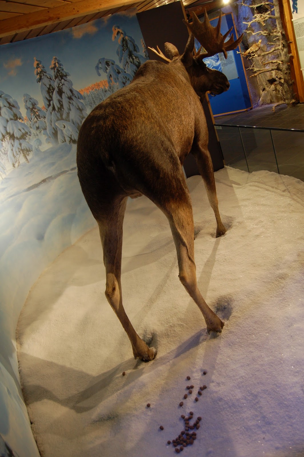 Muzeum Sportu, Holmenkollen, Oslo, Norwegia