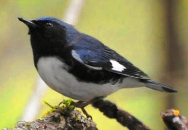 Black-throated+Blue+Warbler+michiganBlue+black+and+white+bird+with+a+white+wing+spot.jpg