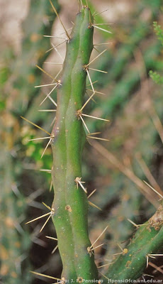 cactus de Argentina