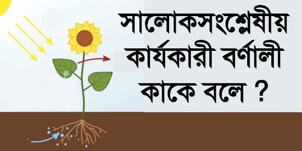 সালোকসংশ্লেষ ও কার্যকরী বর্ণালী সালোকসংশ্লেষ এর কার্যকরী বর্ণালী