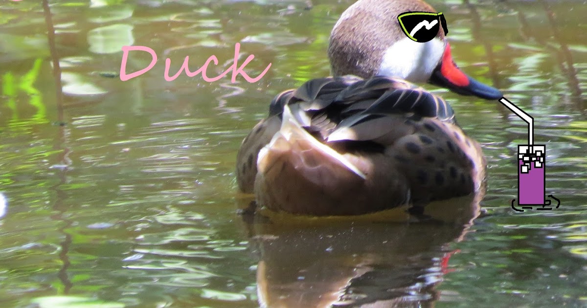 amateurnithologist Summer Duck