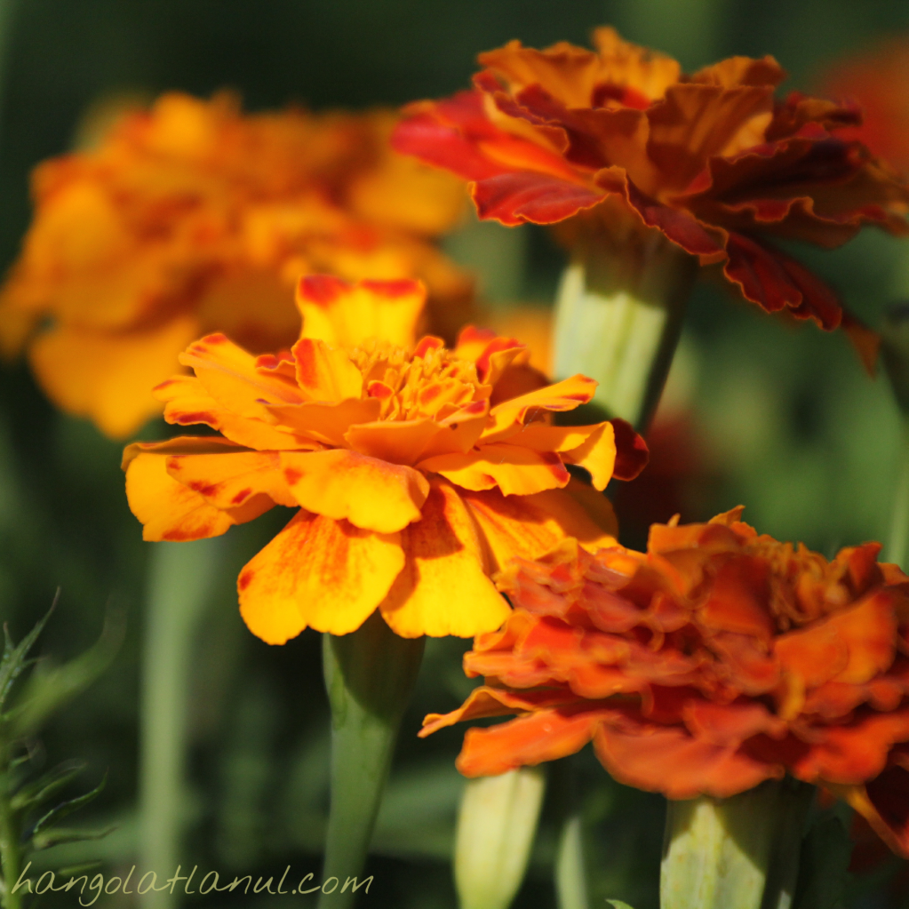 Hangolatlanul Marigold days