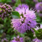 Poleo o Mentha pulegium