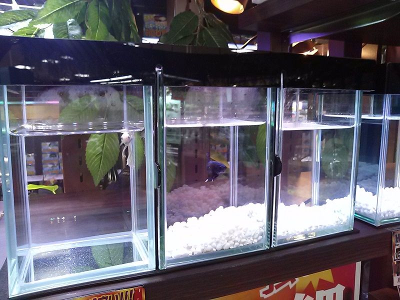A Secret Weapon for Betta Fish Light Fish Light