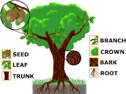 tree preschool parts trees study leaves activities lessons science activity leaf theme posters poster crafts education games learning forest pre