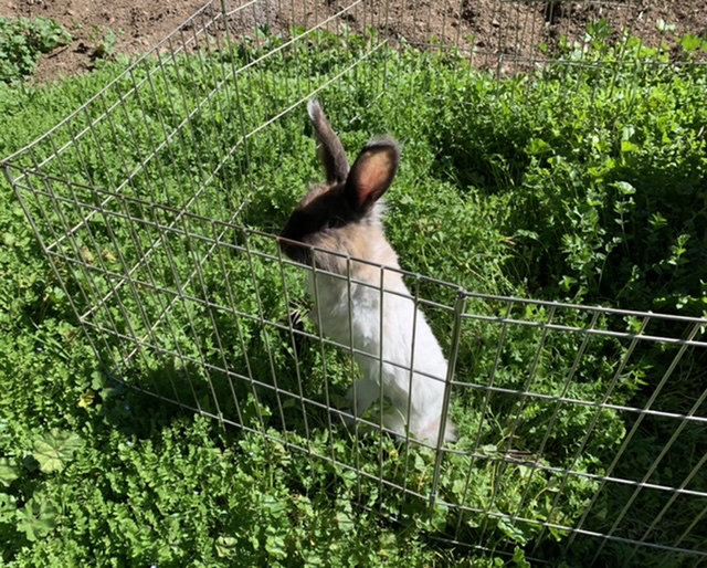 Northern California Angora Guild Helpful Weed for Rabbits