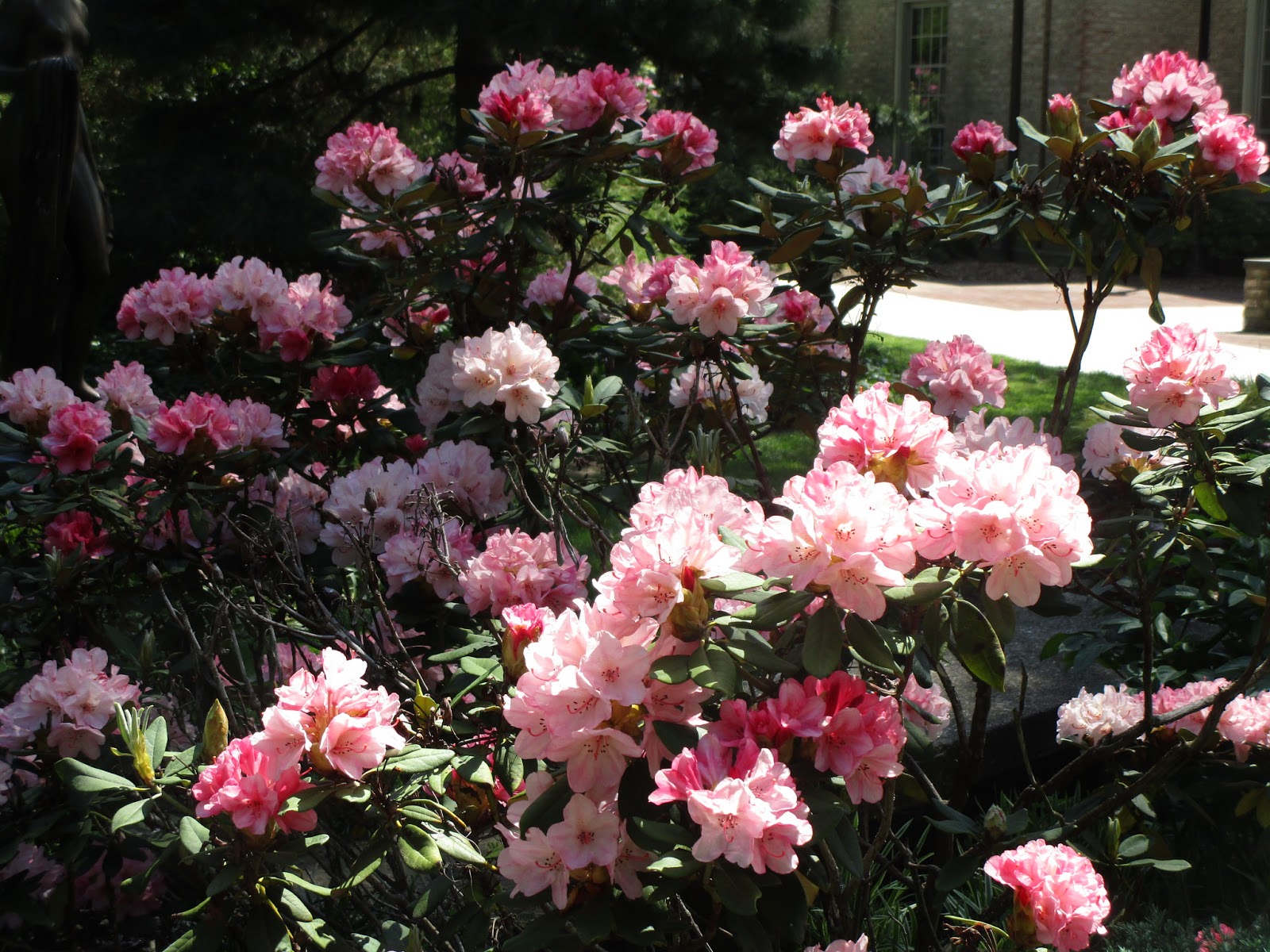 Outside Now Props to the Azaleas and Rhodies This Year