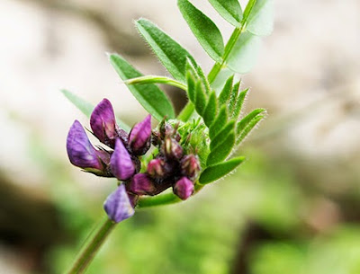 Arveja,Veza (Vicia sepium)flor silvestre azul