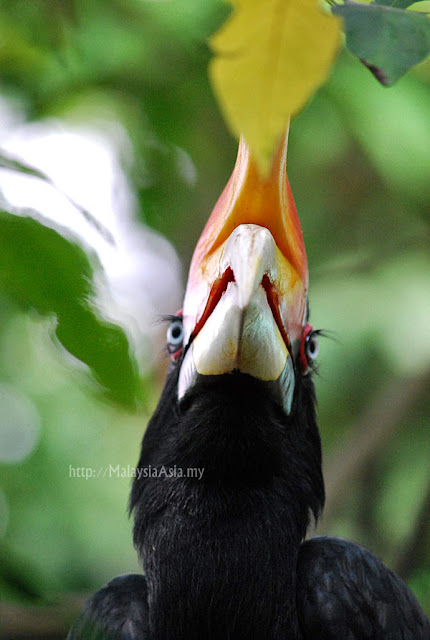 Malaysian Rhinoceros Hornbill Photo