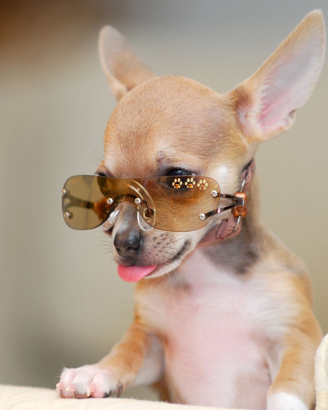 7. Enough with the Doggles! by Kendall