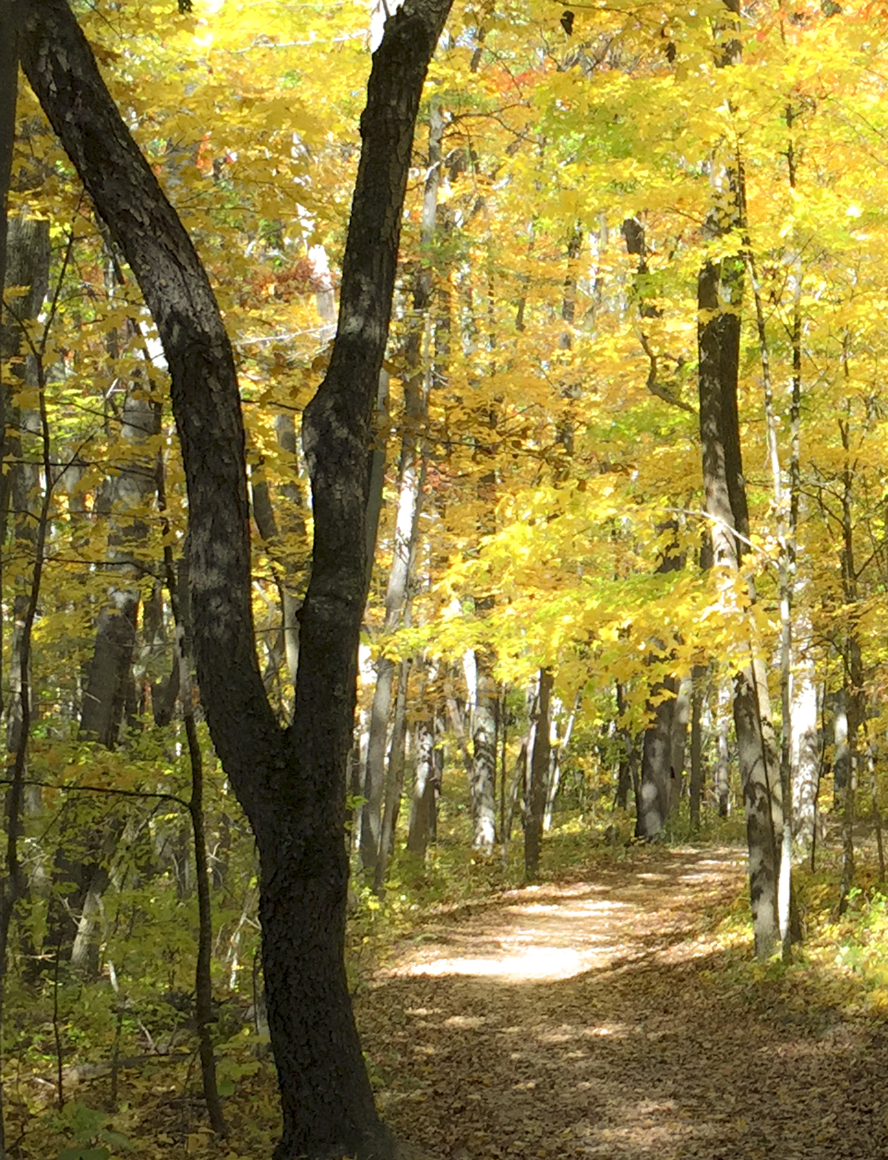 Hiking on the Old Settler's Trail at Wildcat Mountain State Park