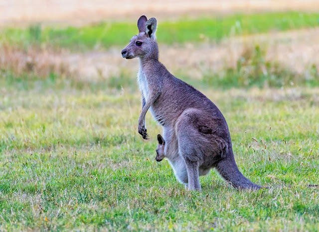 3 Animals that Could Help Us Fight Diseases 3 Animals that Could Help Us Fight Diseases