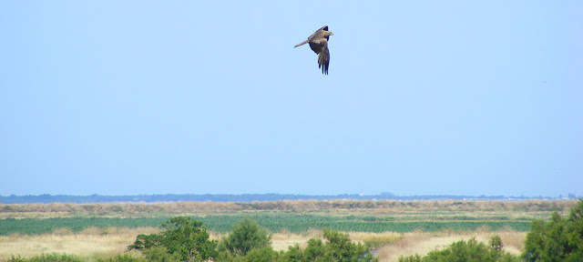 Black kite Milvus migrans. Charente-Maritime. France. Photo by Loire Valley Time Travel.
