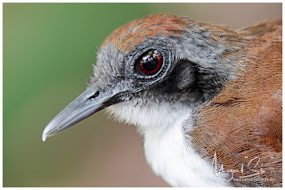 Bicolored Antbird (Gymnopithys bicolor)