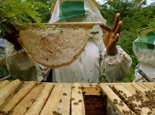 Beekeeping is an ancient tradition in Ethiopia