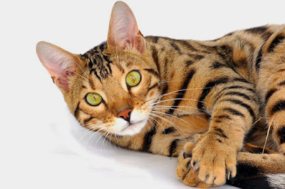 alt="gato bengalí con los ojos color oro"