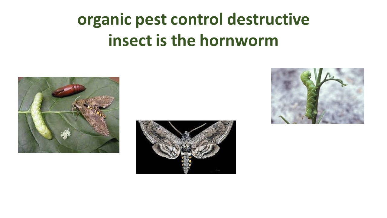 organic pest control destructive insect is the hornworm