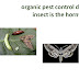 organic pest control destructive insect is the hornworm