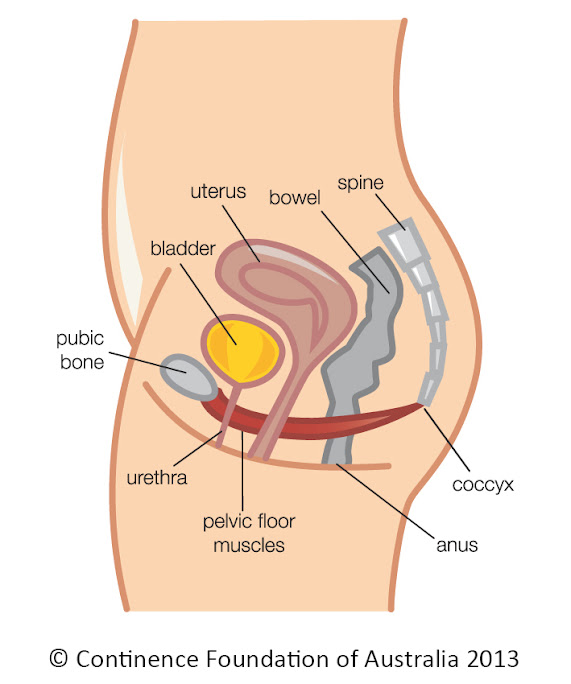 Continence-Foundation-pelvic-floor