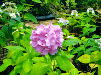 Pink Hydrangea at the Garden of Morning Calm South Korea