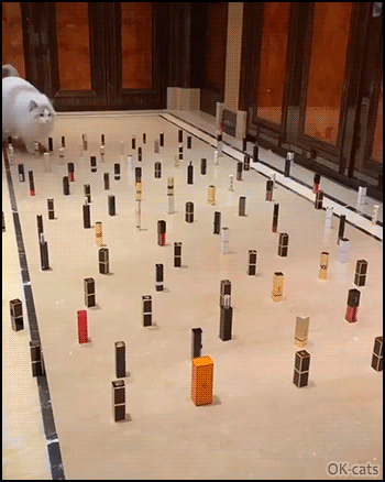 Amazing Cat GIF • Funny Quarantine challenges • Obstacle Challenge No. 9 - Cats are so clever and graceful. “What did you expect human?” Amazing Cat GIF • Funny Quarantine challenges • Obstacle Challenge No. 9 - Cats are so clever and graceful. “What did you expect human?”