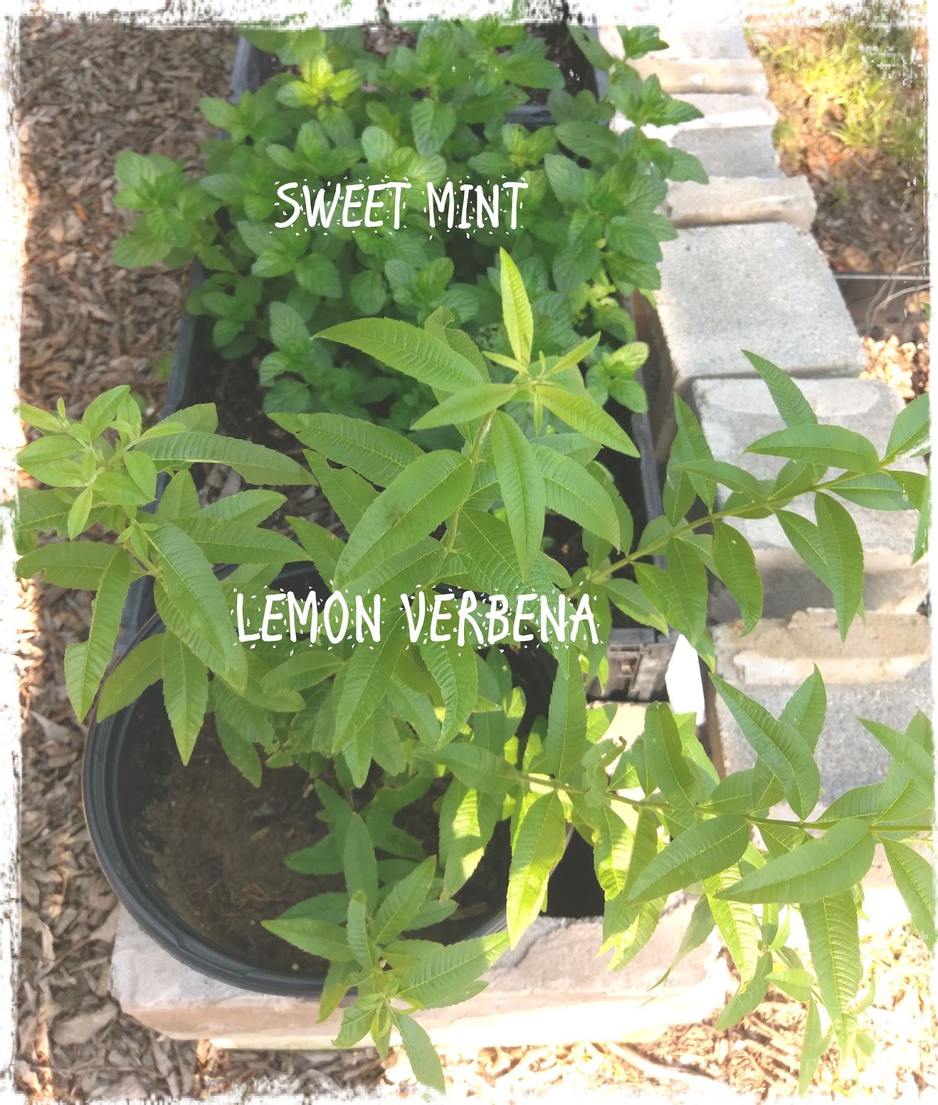Lemon Verbena Living Lemon Verbena and Sweet Mint