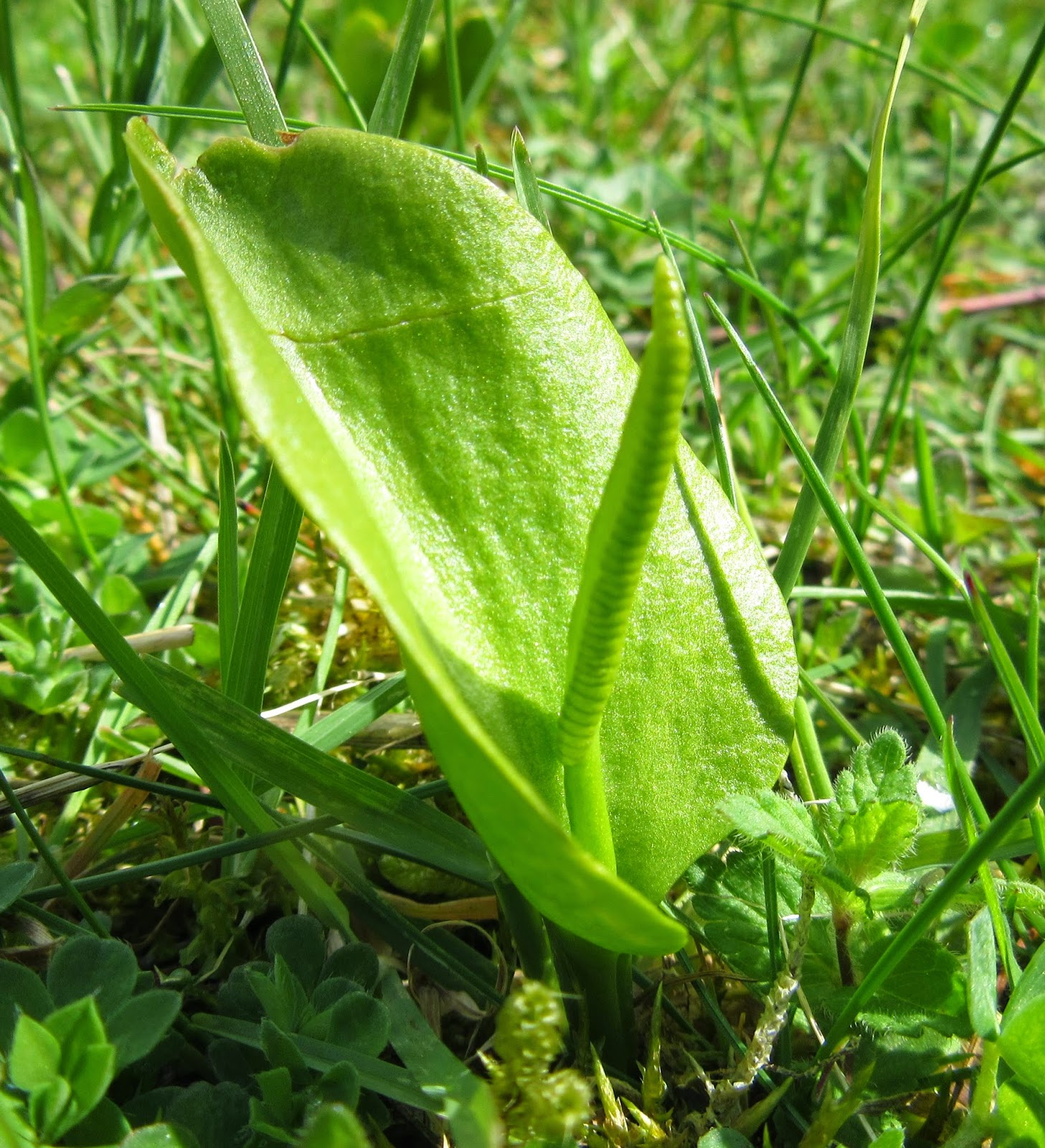 Download image Adders Tongue Fern PC, Android, iPhone and iPad ...