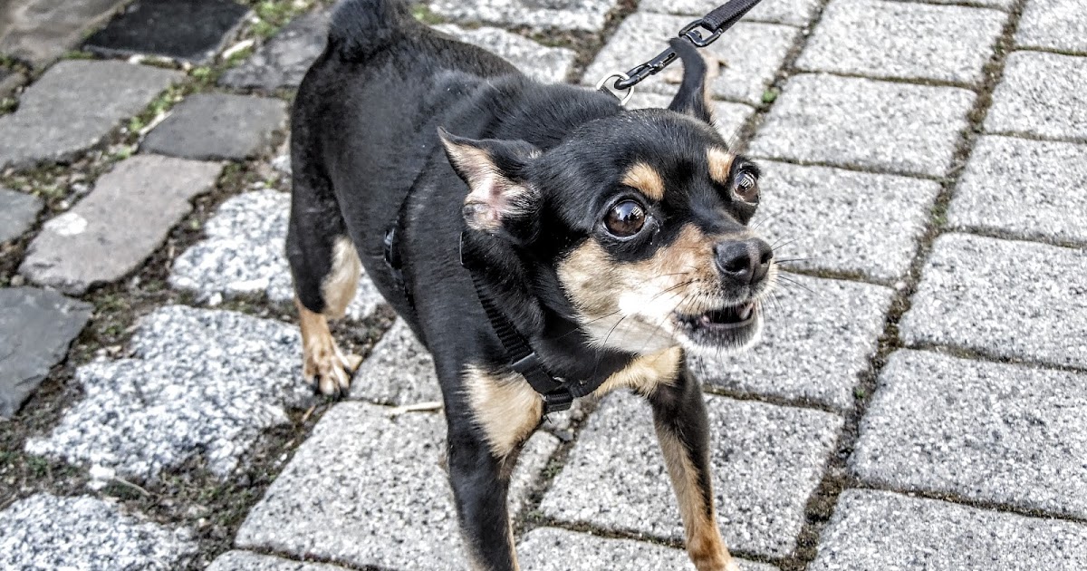 Der Pfotenblog Rund um den Hund Gepöbel