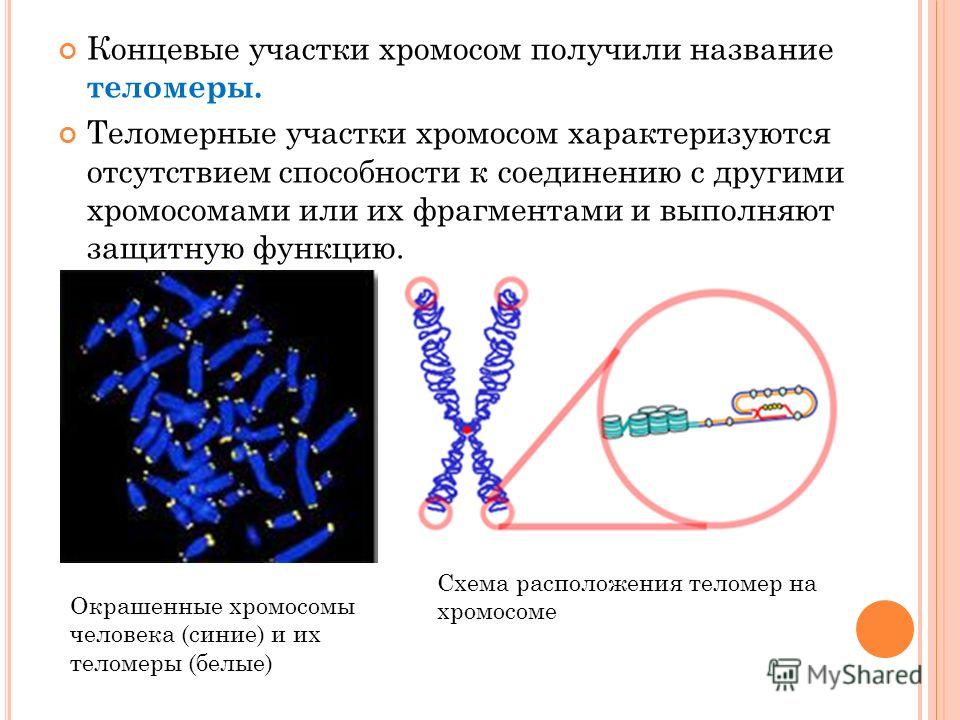 Наследственный материал хромосомы. Хромосома строение теломер. Теломеры – это участки хромосом. Концевые участки хромосом. Концевая часть хромосомы.
