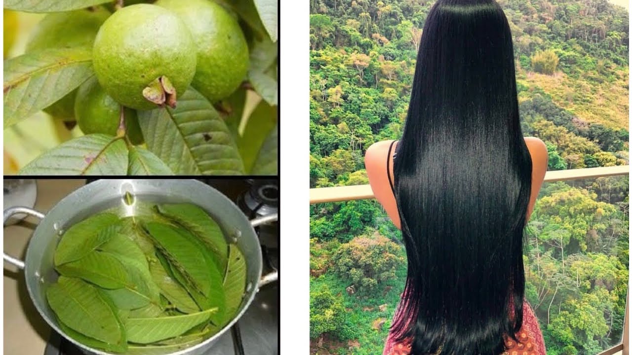 CÓMO USAR LAS HOJAS DE GUAYABA PARA REVERTIR LA PÉRDIDA DEL CABELLO Y