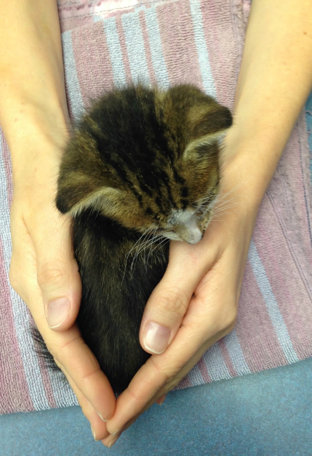 Stunning Cats With Leukemia Worsened Symptoms image